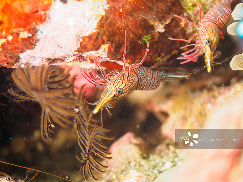 日本海葵中的鱼虾群图片素材