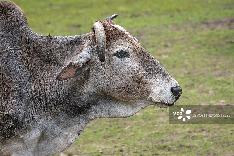 矮小的瘤牛图片素材
