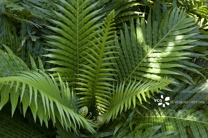 蕨类植物图片素材