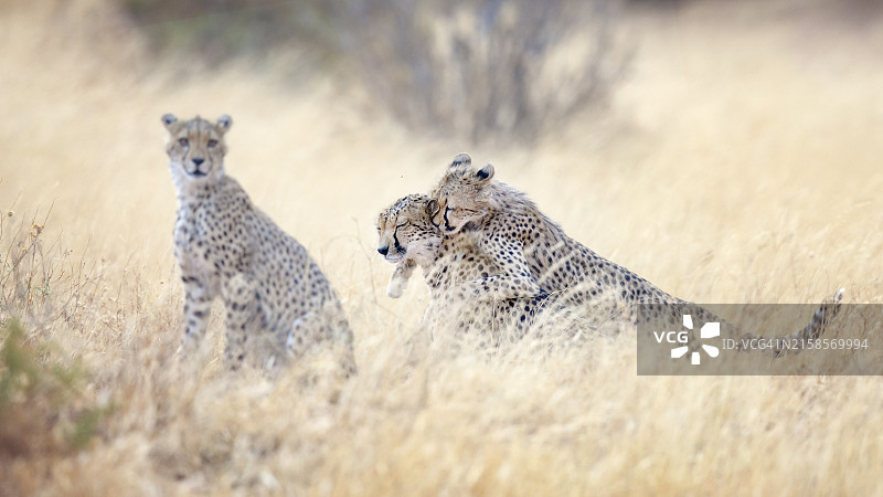 肯尼亚金色草丛中三只猎豹的温馨家庭照图片素材