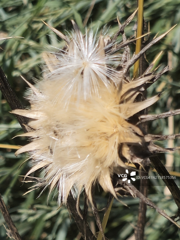 奶蓟草图片素材