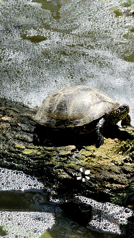 水龟图片素材