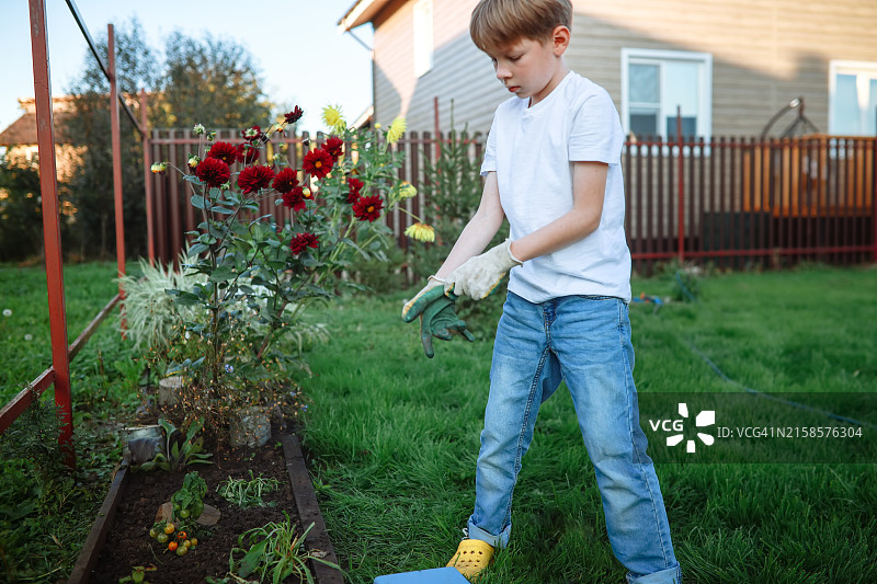 儿童男孩在花园里照料花坛，儿童的爱好和园艺图片素材