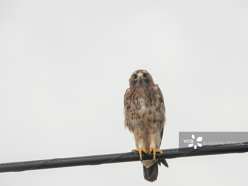 靴隼雕图片素材