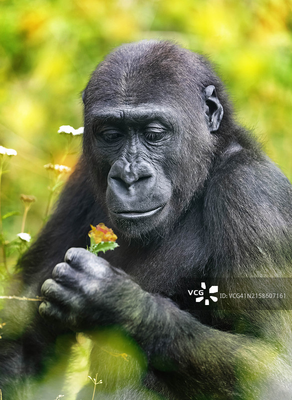 年轻的大猩猩若有所思地看着手中的小花图片素材
