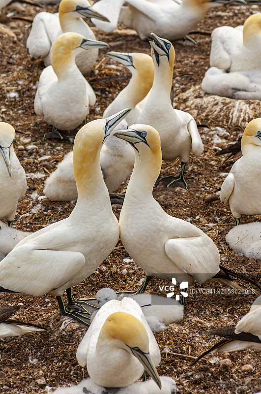 加拿大博纳旺蒂尔岛国家公园图片素材