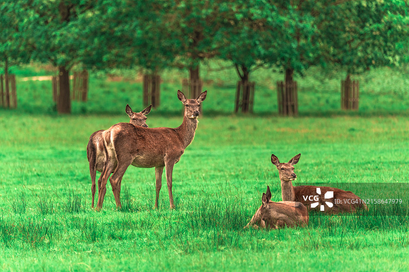 公园里的小鹿（幼鹿）图片素材