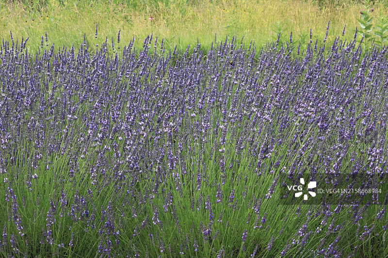 盛开的薰衣草植物图片素材