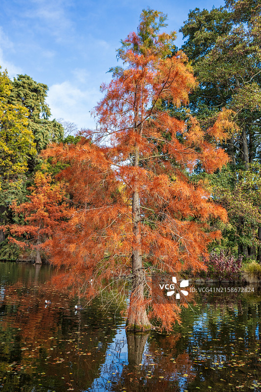 克赖斯特彻奇植物园图片素材
