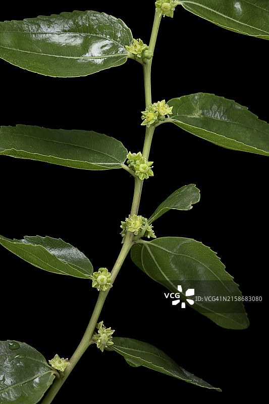 枣树花朵图片素材