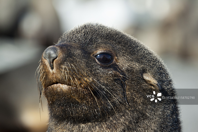 南极毛皮海豹肖像图片素材
