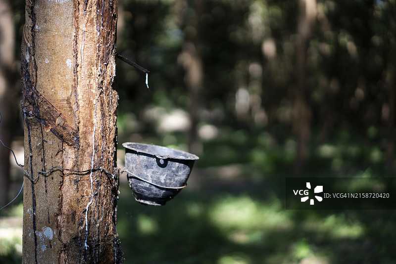 橡胶树种植园中流入桶中的橡胶树（巴西橡胶树）乳胶图片素材