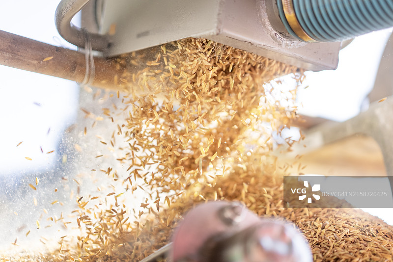 机器收割稻米倾泻而下特写图片素材