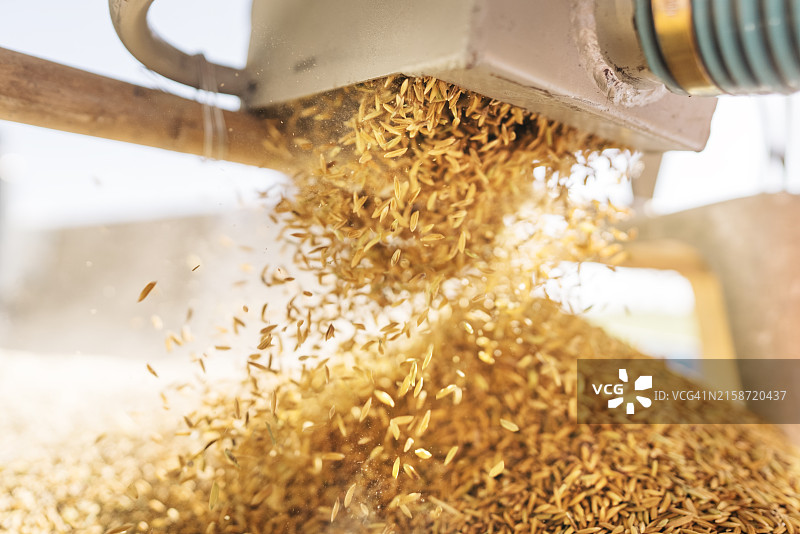 机器收割稻米倾泻而下特写图片素材