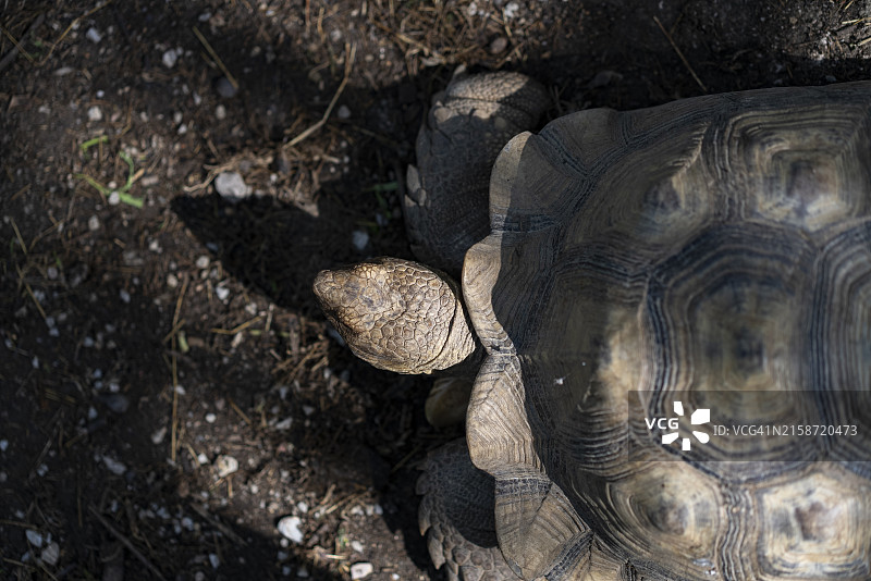 选择性聚焦：苏卡达陆龟壳和文案空间图片素材