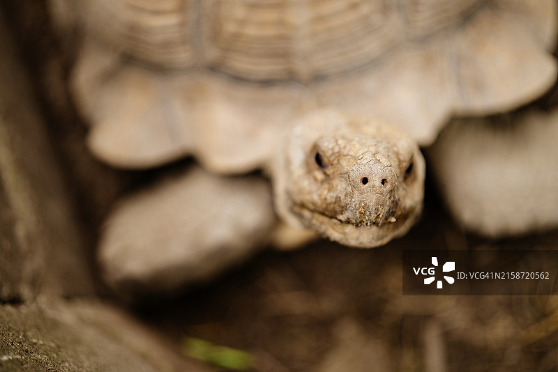 选择性聚焦：苏卡达陆龟壳和文案空间图片素材