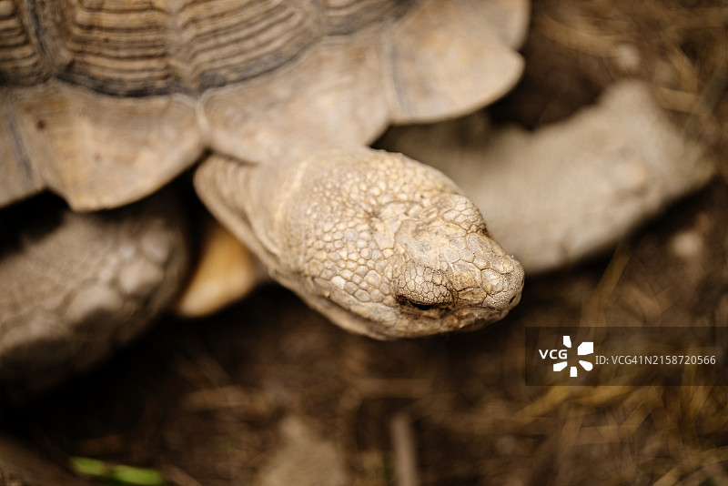 选择性聚焦：苏卡达陆龟壳和文案空间图片素材