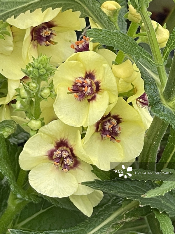 黄色蛾子毛蕊花植物（含花蕾、盛开和特写）图片素材