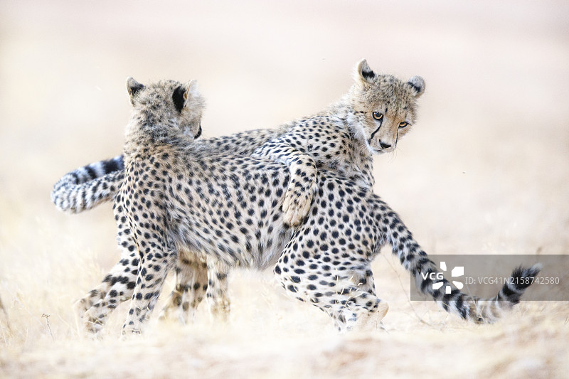 肯尼亚金色草丛中三只猎豹的温馨家庭照图片素材