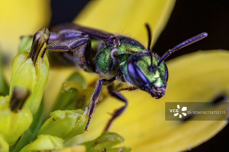 德克萨斯条纹汗蜂图片素材