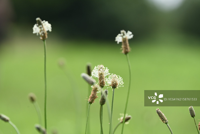 车前草图片素材