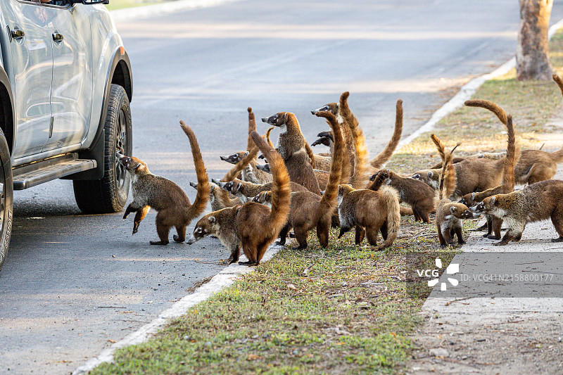 乞讨食物的白鼻浣熊图片素材