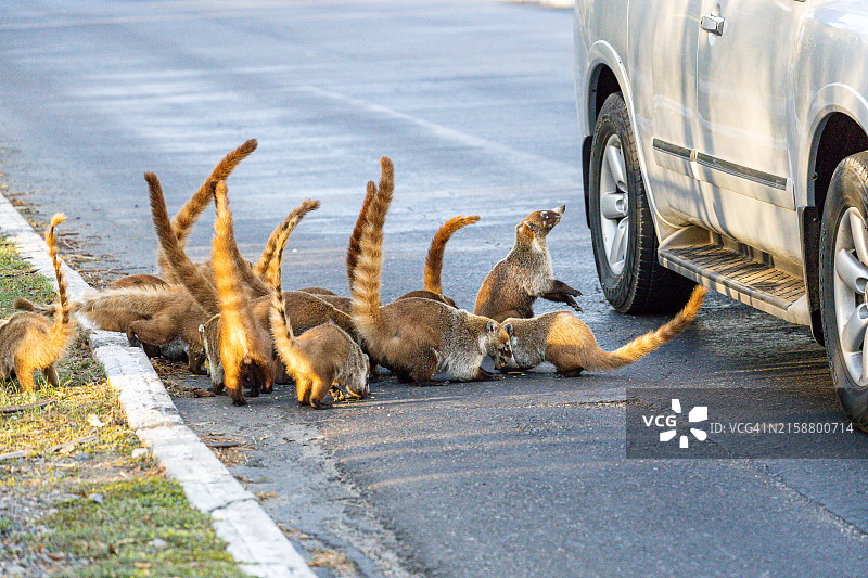 乞讨食物的白鼻浣熊图片素材