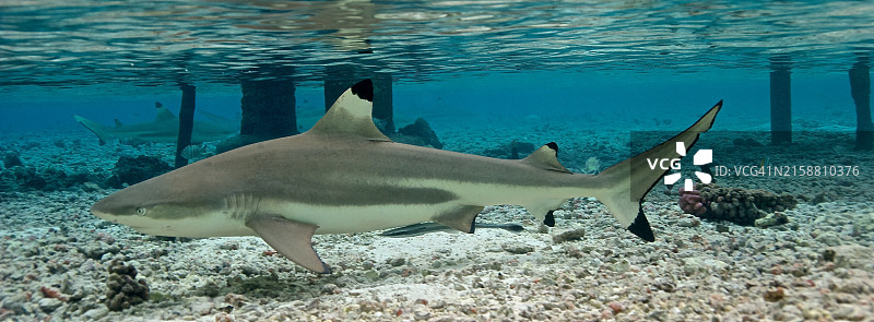 黑鳍鲨幼鲨图片素材