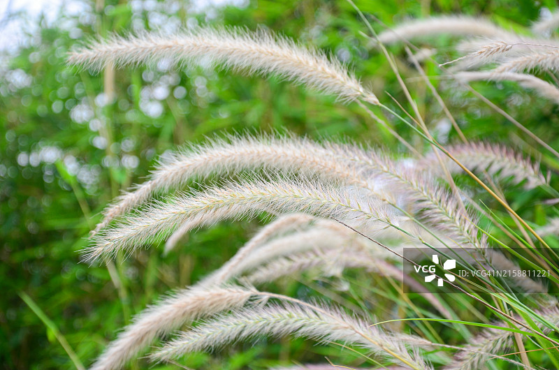 狗尾草图片素材
