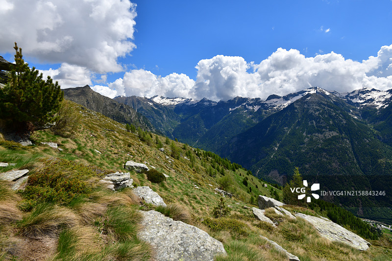 阿尔卑斯山的绿色牧场图片素材
