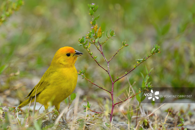 黄雀，雄鸟正在觅食图片素材