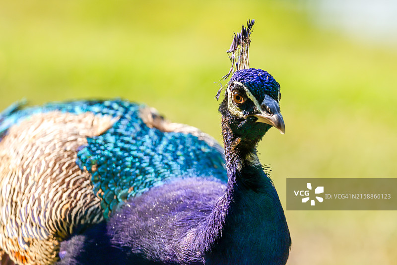 拥有鲜艳羽毛的孔雀特写图片素材
