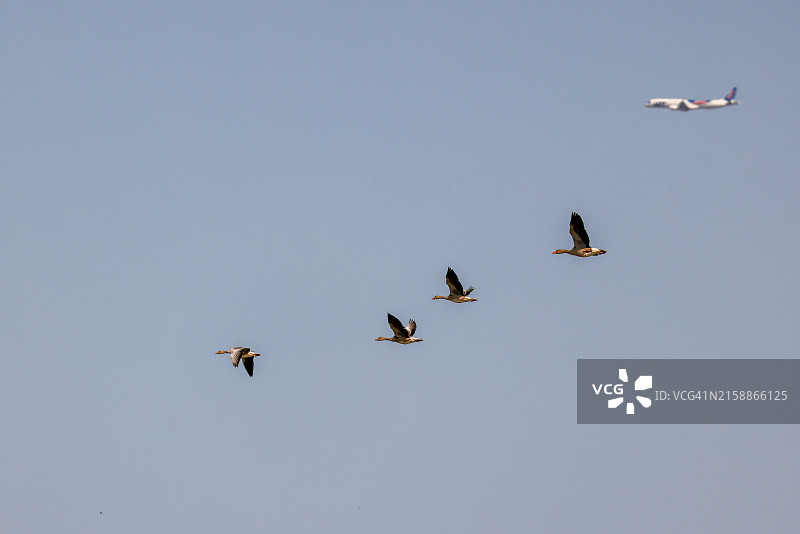 在背景中有飞机的飞鸟图片素材