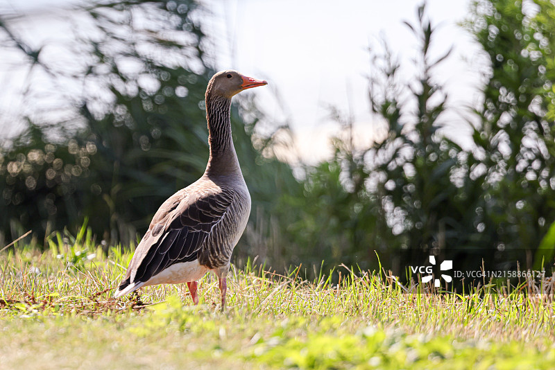 站在阳光草地上的灰雁图片素材