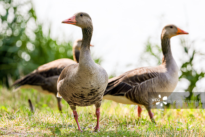 阳光照耀的草地上的一群灰雁图片素材