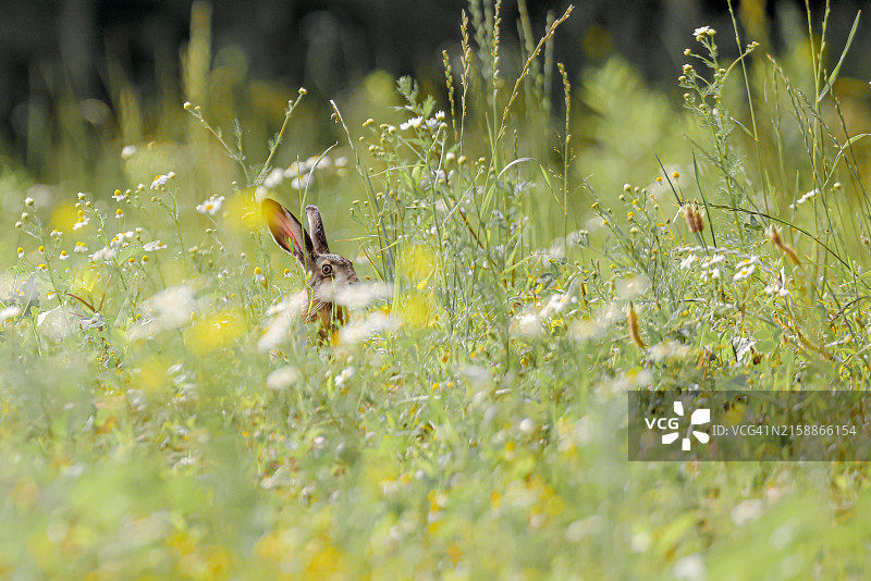 隐藏在繁花草地中的野兔图片素材