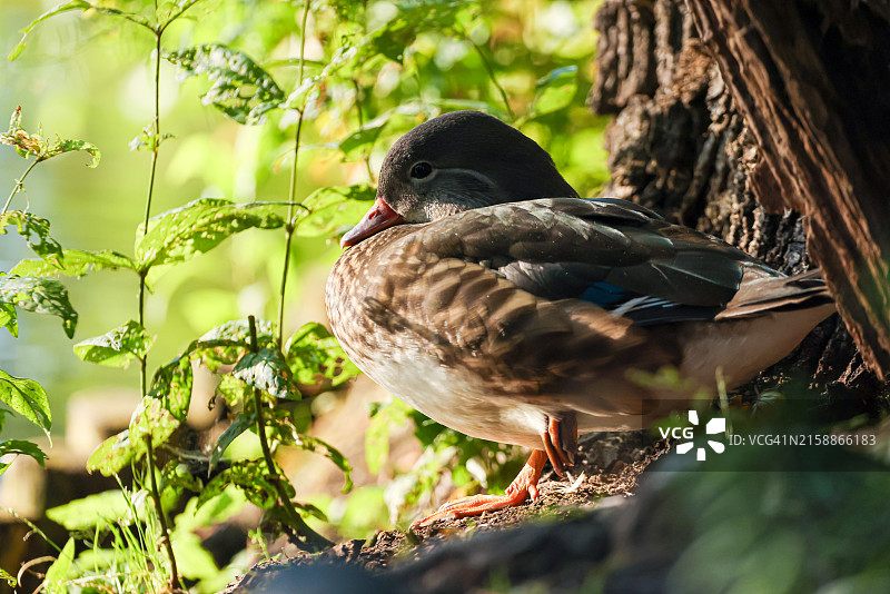 鸳鸯特写图片素材