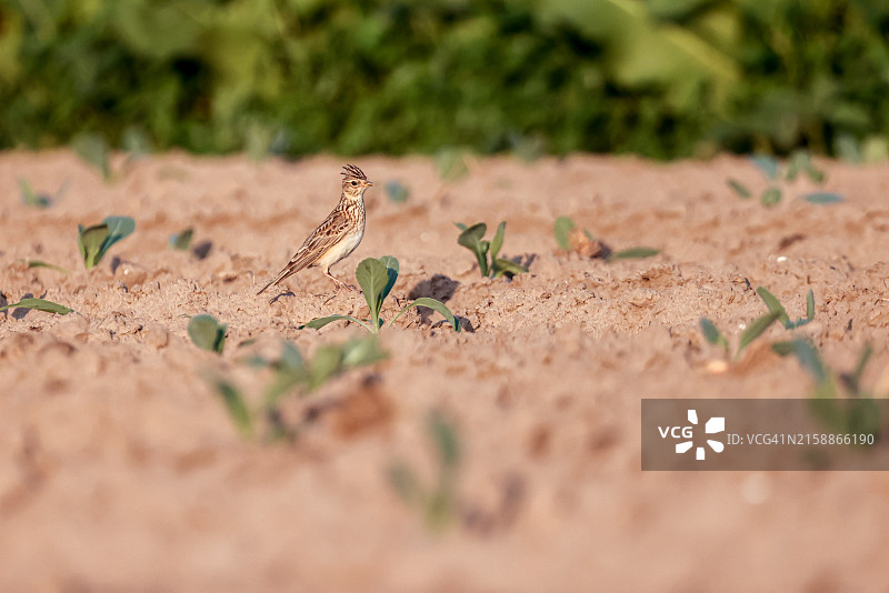 年轻农田里的云雀图片素材