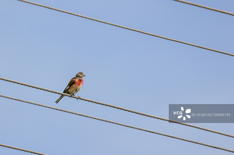普通亚麻雀栖息在电线上图片素材