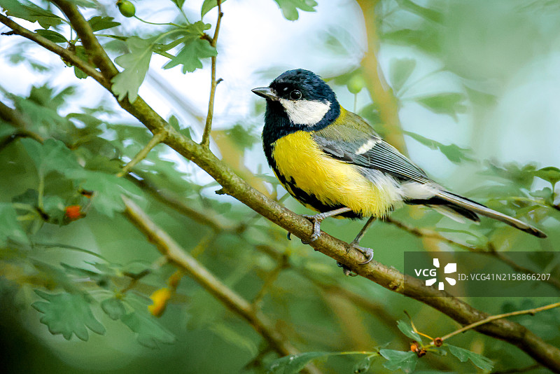 栖息在树枝上的大山雀图片素材