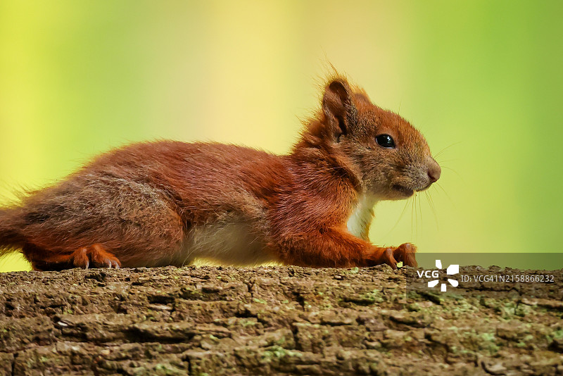 攀爬树木的红松鼠图片素材