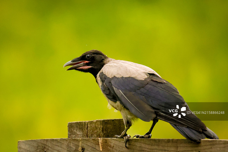 乌鸦图片素材