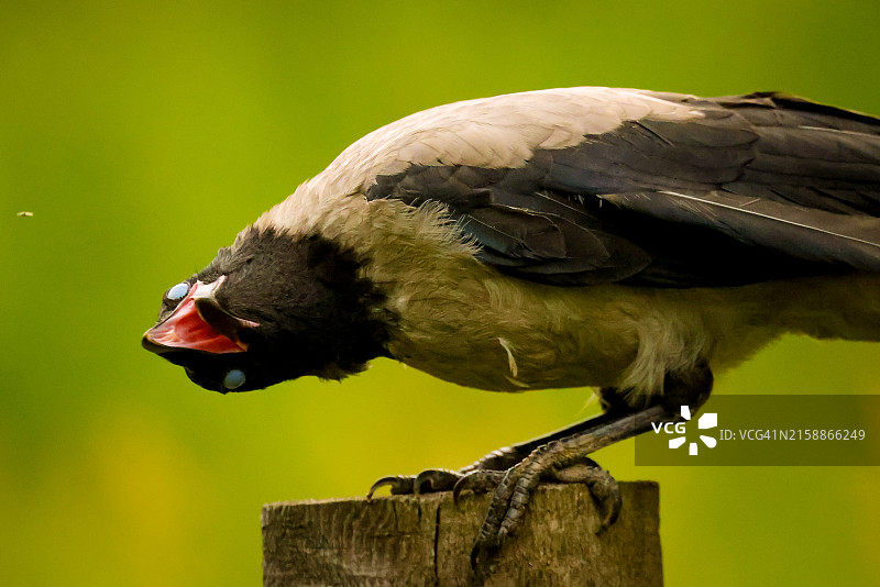 在木桩上表现出异常行为的寒鸦图片素材