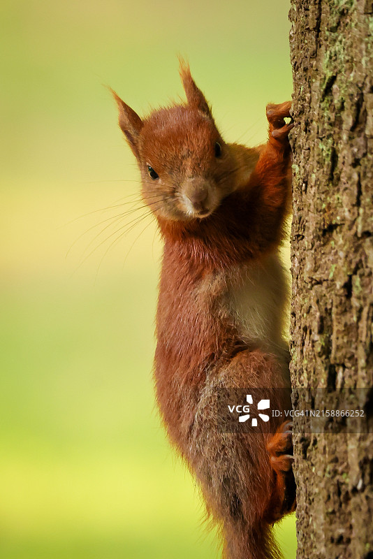 攀爬树木的红松鼠图片素材