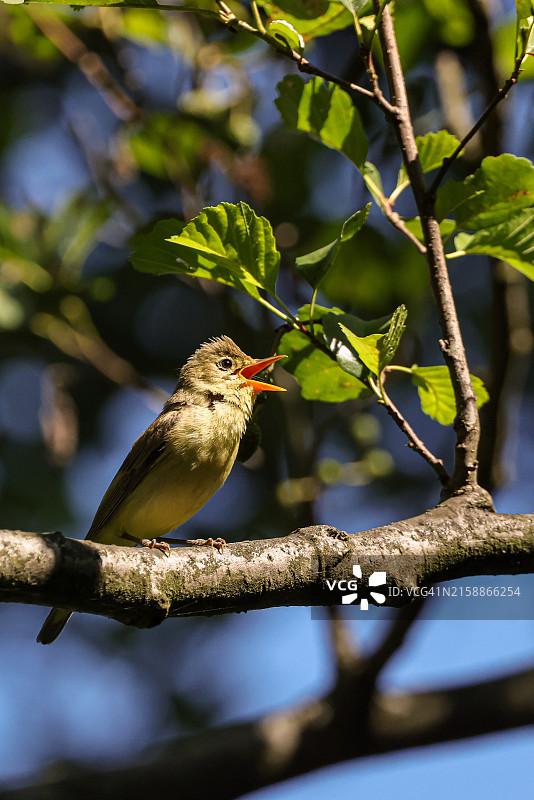 树枝上歌唱的苇莺图片素材