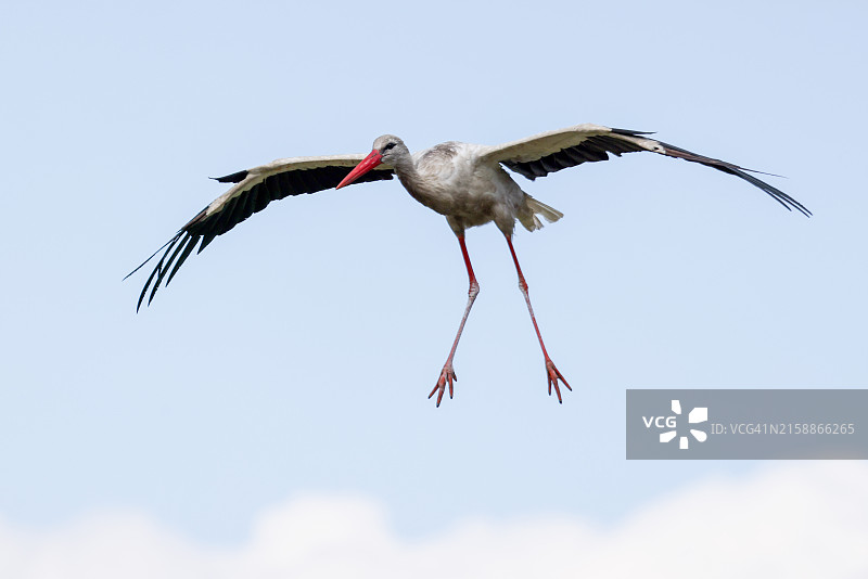 在空中盘旋的白鹳图片素材