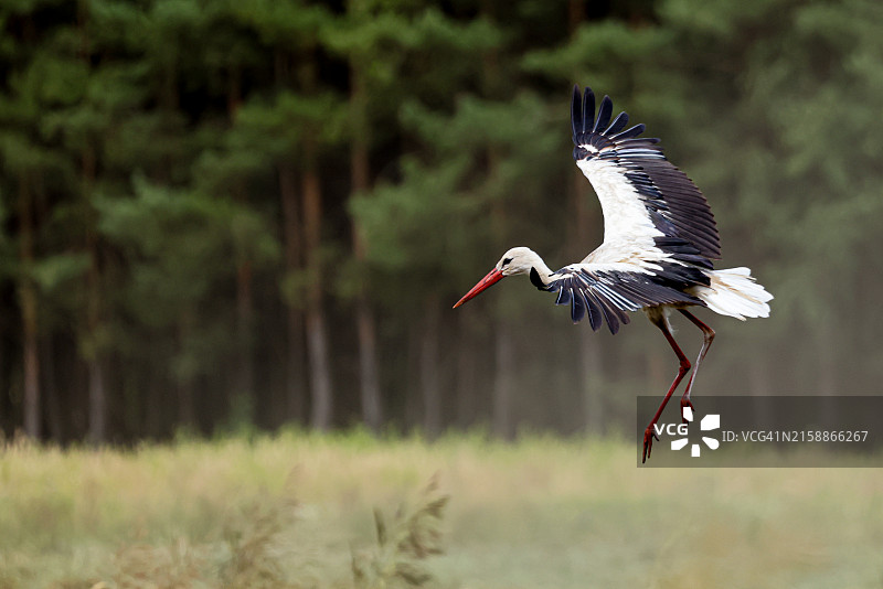 白鹳降落在草地上图片素材