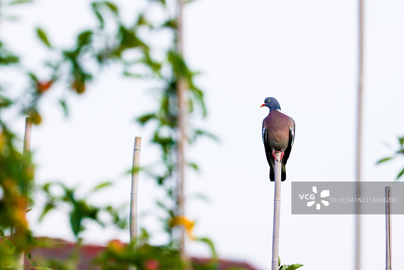 山鸠栖息在竹竿上图片素材