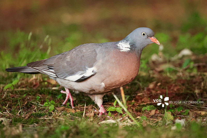 觅食的灰林鸽图片素材