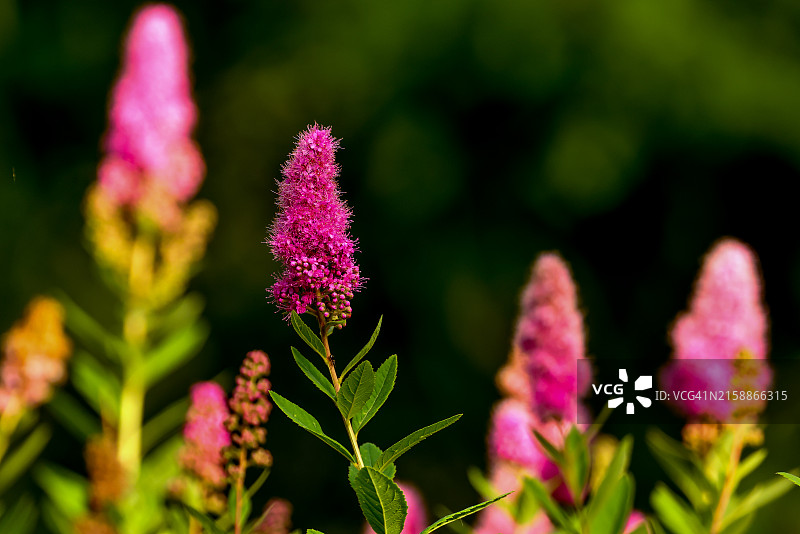 盛开的柳叶绣线菊图片素材
